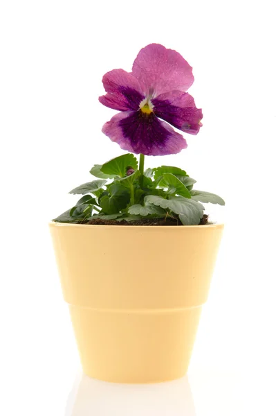Rote violette Blüten — Stockfoto