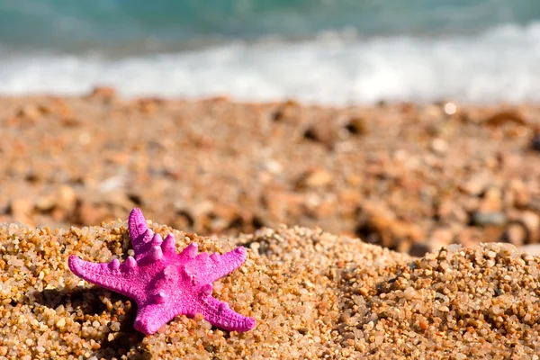 Solitaria Estrella Mar Rosa Playa Vacía —  Fotos de Stock