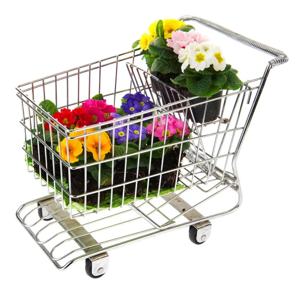 Shopping cart with flowers — Stok fotoğraf