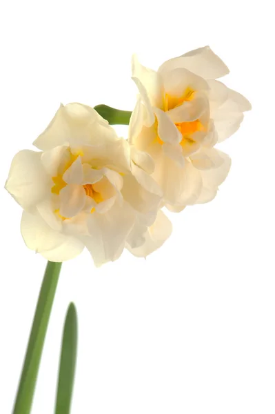 Daffodil Doppio Bianco Primavera Isolato Sfondo Bianco — Foto Stock