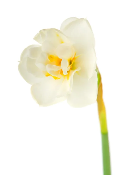 Narciso bianco — Foto Stock