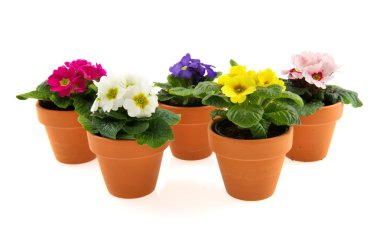 Earthenware pots with colorful primroses isolated over white clipart