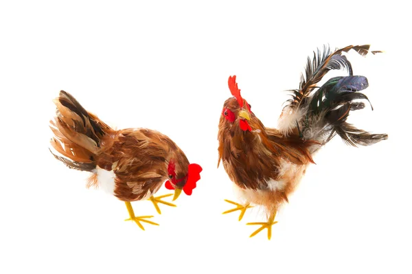 Einsame Hähne Und Hühner Für Die Osterfeiertage — Stockfoto