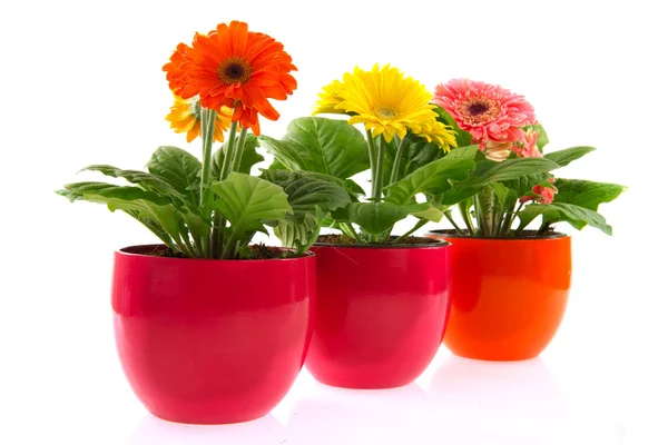 Plantas Gerber Coloridas Vasos Fileira Isolados Sobre Branco — Fotografia de Stock