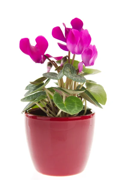 Pink Cyclamen in flower pot — Stock Photo, Image