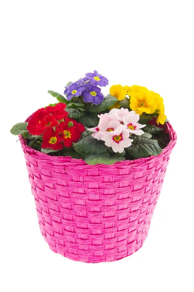 Pink basket with colorful Primroses — Stock Photo, Image