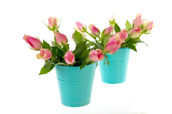 Rosas cor de rosa em baldes azuis — Fotografia de Stock