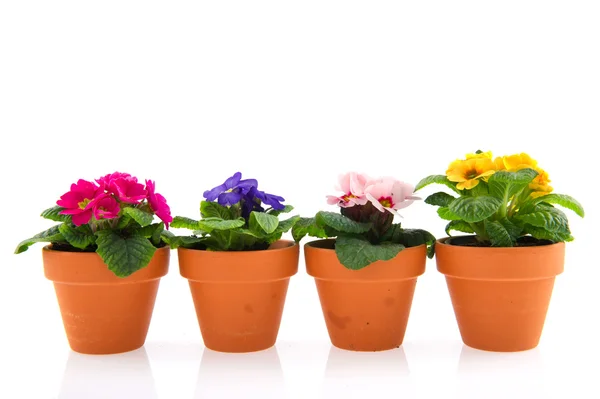 Colorful Primroses Earthenware Flower Pots Isolated White — Stock Photo, Image