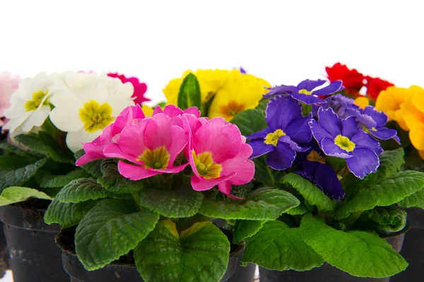 Mnoho Barevné Primulí Zahradní Izolovaných Bílém Pozadí — Stock fotografie