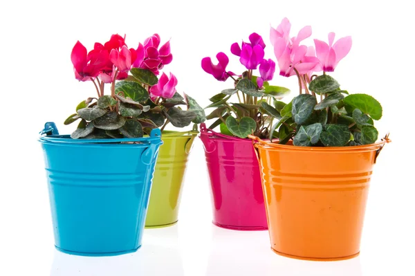 Gerber colorato in vasi di fila — Foto Stock