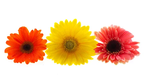Gerber kolorowe kwiaty — Zdjęcie stockowe