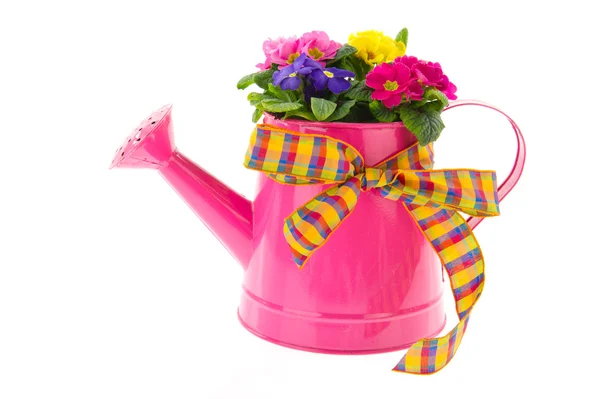 Pink Metal Watering Can Colorful Primroses Isolated White — Stock Photo, Image