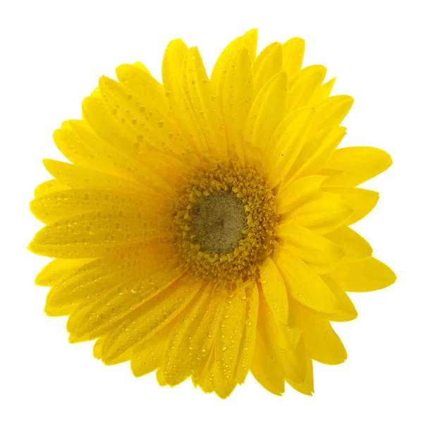 Macro Yellow Gerber Isolated White Background — Stock Photo, Image