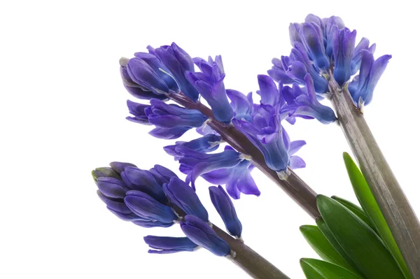 stock image Purple Hyacinth