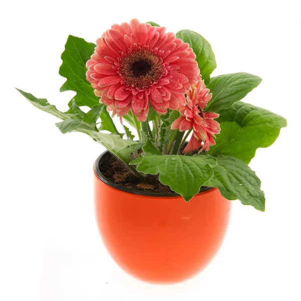 Colorful Orange Gerber Plant Pink Pot Isolated White — Stock Photo, Image