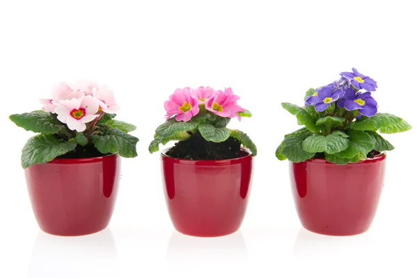Aardewerk Potten Met Kleurrijke Primula Geïsoleerd Wit — Stockfoto