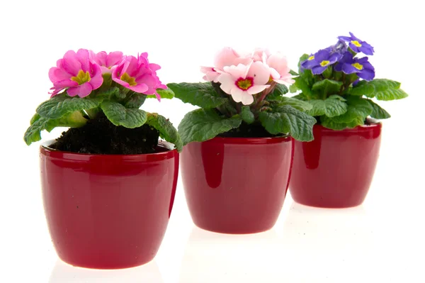 Pots with colorful Primroses — Stock Photo, Image