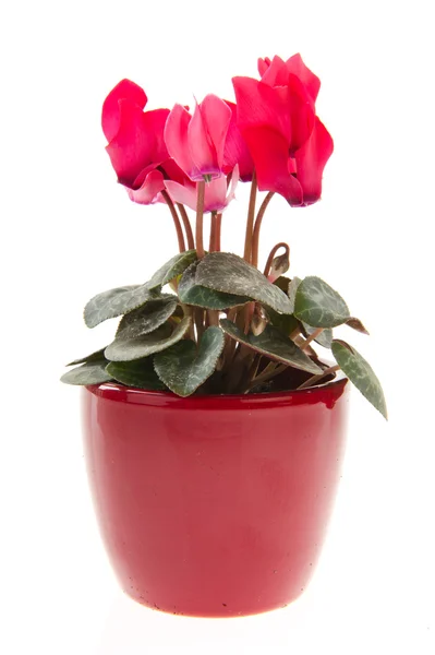 Pink Cyclamen in flower pot — Stock Photo, Image