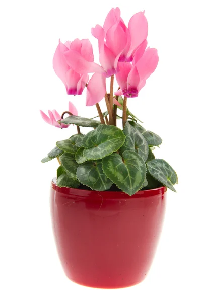 粉红色仙客来植物花盆被隔绝在白色背景中 — 图库照片