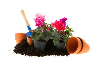 Colorful Cyclamen clipart