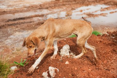 çok zayıf ve ince Yunanistan'da köpek sokak