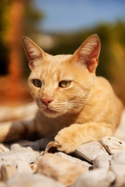 Yunan yolunu yitirmek kedi — Stok fotoğraf