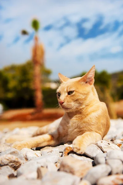 Græsk omstrejfende kat - Stock-foto