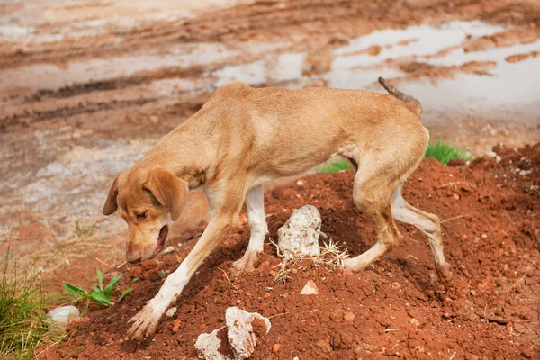 Very Poor Thin Stray Dog Greece — Stock Photo, Image