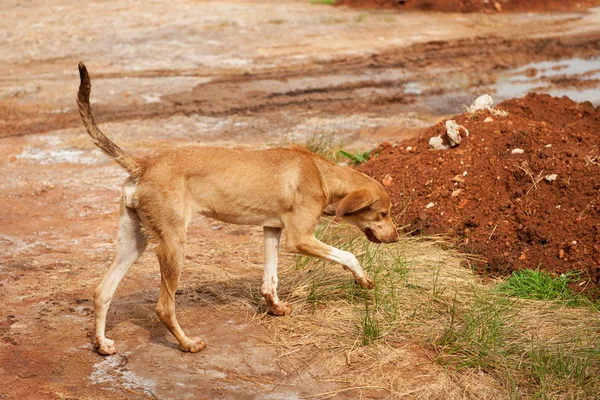 Griego perro callejero — Foto de Stock