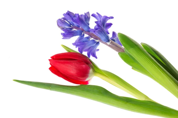 Jediné Fialové Hyacint Červený Tulipán Izolované Modré Pozadí — Stock fotografie