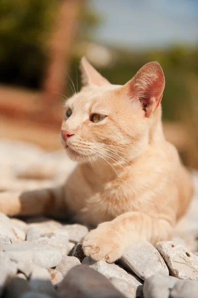 Řecké Toulavá kočka — Stock fotografie