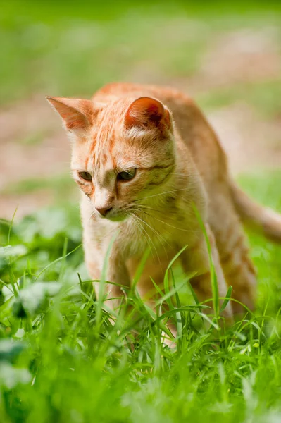 Κόκκινη Ελληνική Αδέσποτη Γάτα Υπαίθρια Στη Φύση — Φωτογραφία Αρχείου