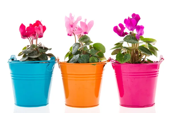 Colorful Gerber in row pots — Stock Photo, Image
