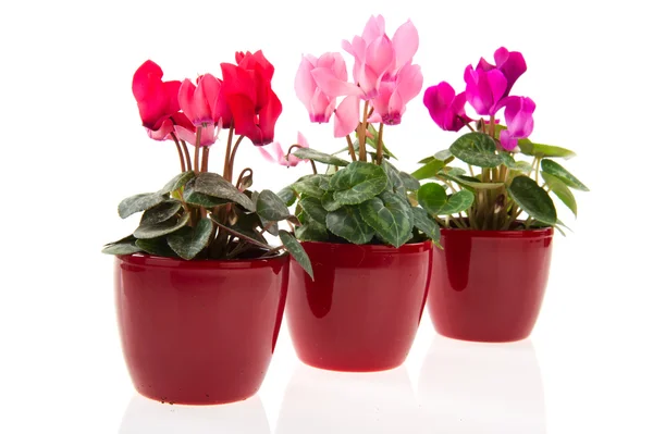 Colorful Gerber in row pots — Stock Photo, Image