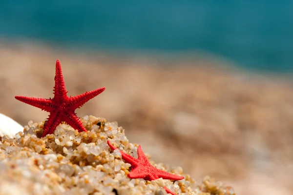 Rozgwiazda Czerwona Piasku Plaży — Zdjęcie stockowe
