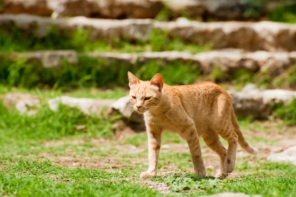 Červené Řecké Toulavá Kočka Byzantském Městě Mystras — Stock fotografie
