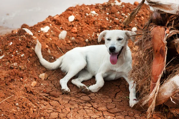 Řecké toulavý pes — Stock fotografie