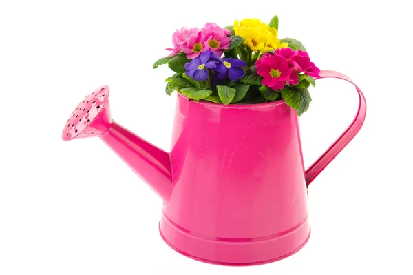 Pink Metal Watering Can Colorful Primroses Isolated White — Stock Photo, Image