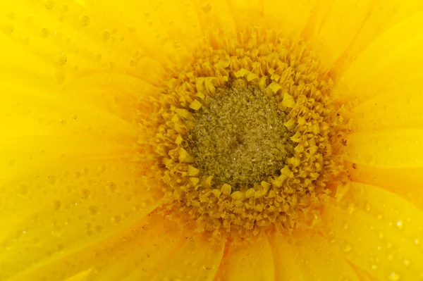 Yellow Gerber — Stock Photo, Image