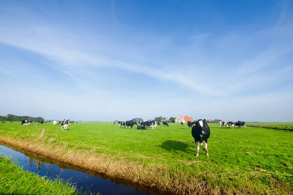 Typická holandská krajina — Stock fotografie