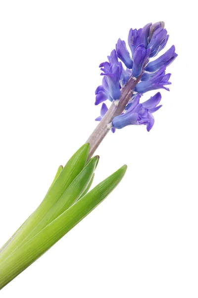 Fialový Hyacint — Stock fotografie