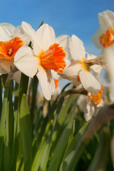 Daffodils nos campos — Fotografia de Stock