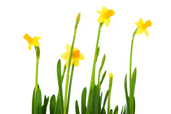 Yellow Daffodils — Stock Photo, Image