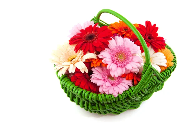Cesto colorato fiori gerbere — Foto Stock
