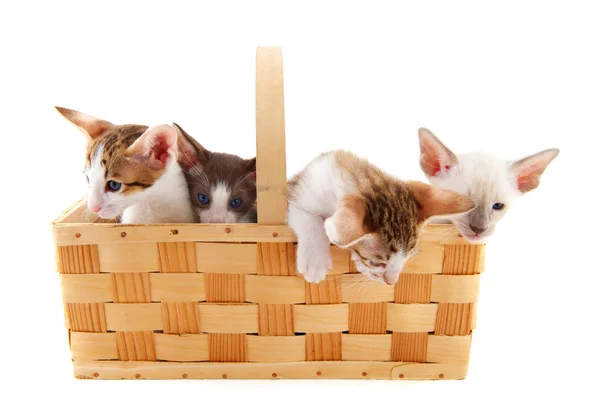 Kleine katten in mand — Stockfoto