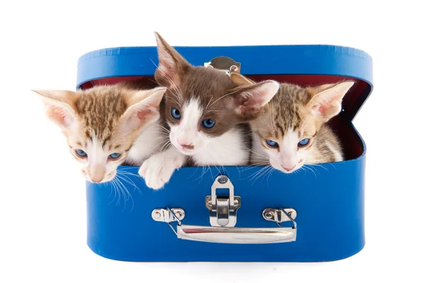 Μικρή ποσότητα cats σε καλάθι — Φωτογραφία Αρχείου