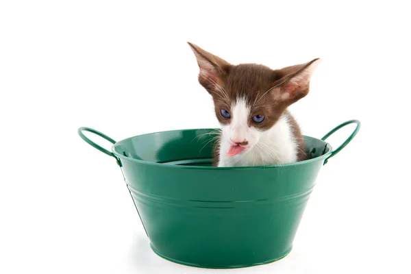 Kleine kat in groene emmer — Stockfoto