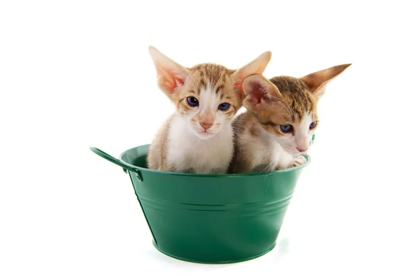 Små katter i gröna hink — Stockfoto