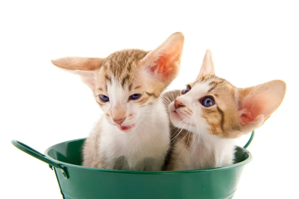 Little cat`s in green bucket — Stock Photo, Image