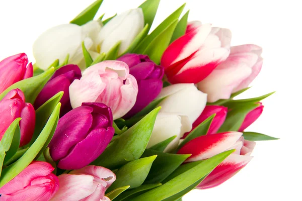 Színes csokor tulipán — Stock Fotó